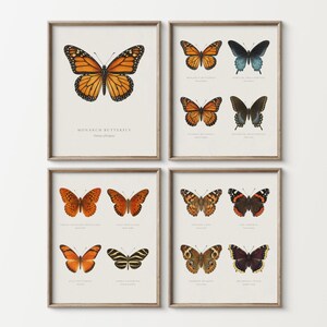 Può includere: Quattro stampe da parete incorniciate con illustrazioni scientifiche dettagliate di varie specie di farfalle. Ogni stampa mostra farfalle etichettate con nomi comuni e scientifici in testo nero su uno sfondo color crema chiaro.
