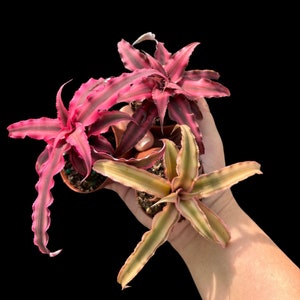 Cryptanthus Bivittatus Assortment