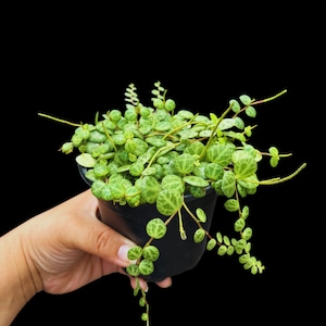 String of Turtles, 4inch pot