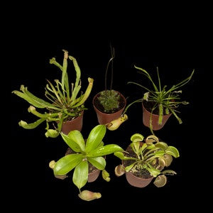 Carnivorous Plant Assortment, 2” pots
