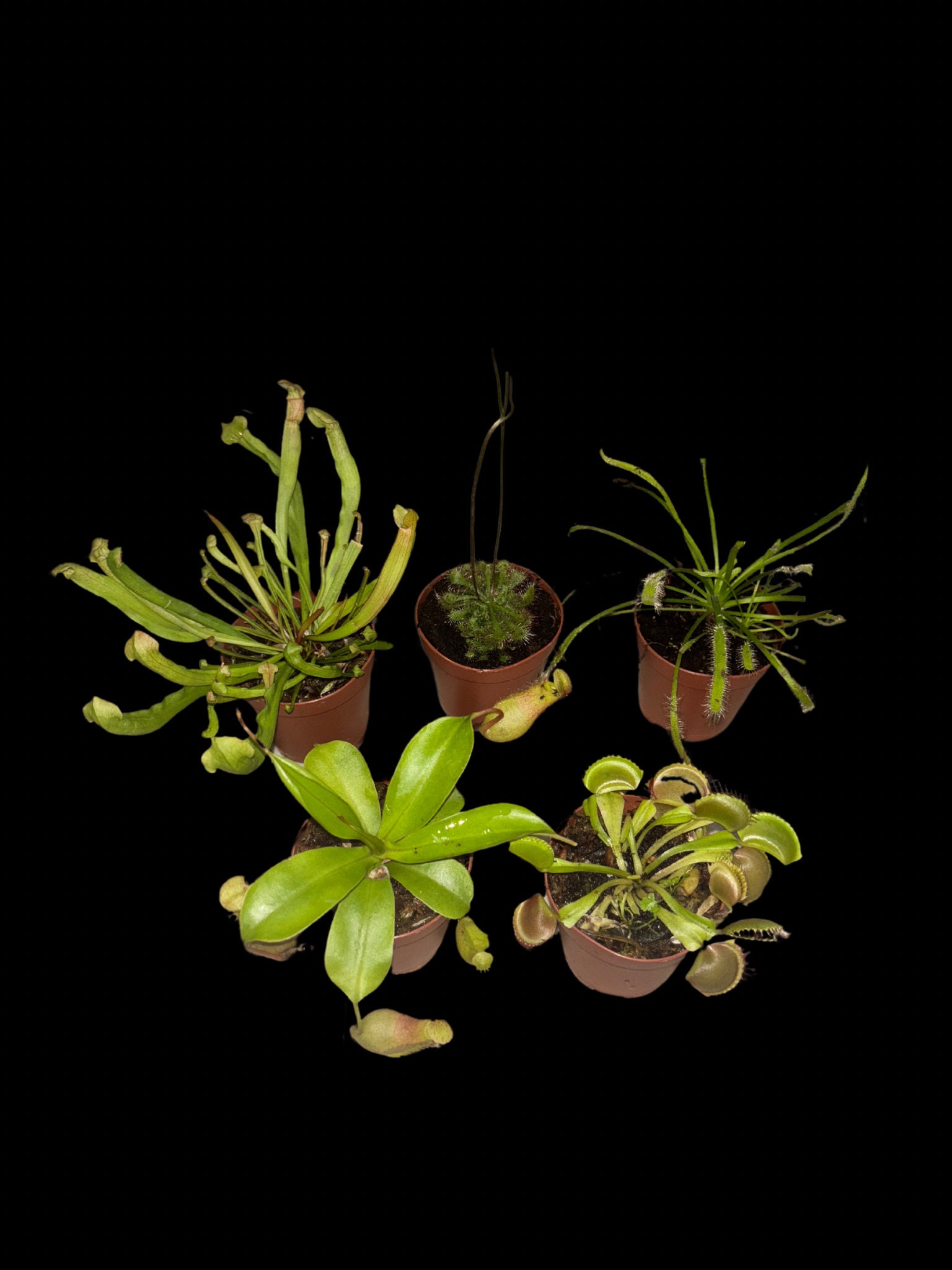 Carnivorous Plant Assortment, 2” pots