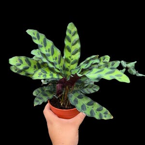 Calathea Rattlesnake, 4 inch pot
