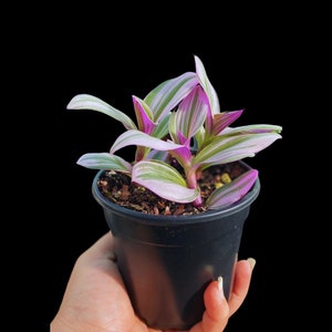 Tradescantia Pink Nanouk Variegated Rare Indoor Starter Plant Live 4 Inch