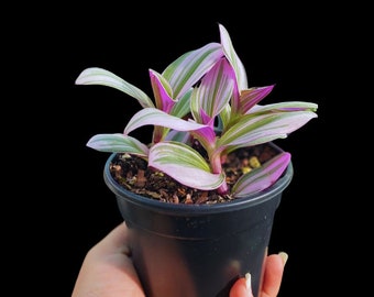 thumbnail image 2 of Tradescantia Nanouk ‘Bubblegum Pink’ – 4" Live Rooted Plant, Variegated Wandering Jew, Indoor Houseplant 2 of 5