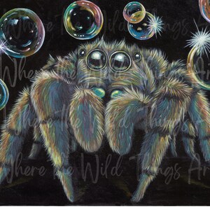 Bubbly Jumping Spider Art Bubbles Jumping Spider Painting Spider Print Cute Jumping Spider