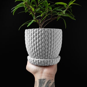 May include: A small green plant in a white ceramic pot with a textured surface. The pot has a saucer.