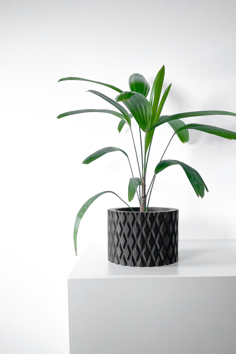May include: A green houseplant with long, narrow leaves in a black, textured planter. The planter has a diamond pattern.