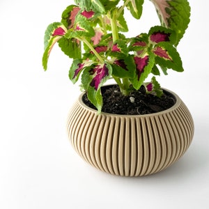 May include: A potted plant with green and pink leaves in a beige, ribbed ceramic planter.