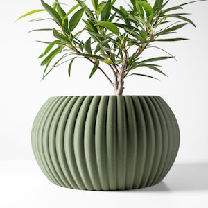 May include: A green ceramic planter with a ribbed design. The planter is round and has a wide opening. A green plant is growing in the planter.