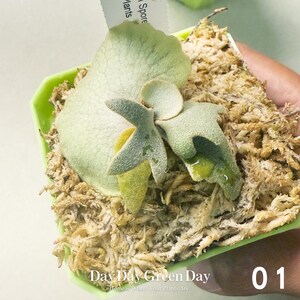 Platycerium Willinckii Moonlight Pup - Etsy