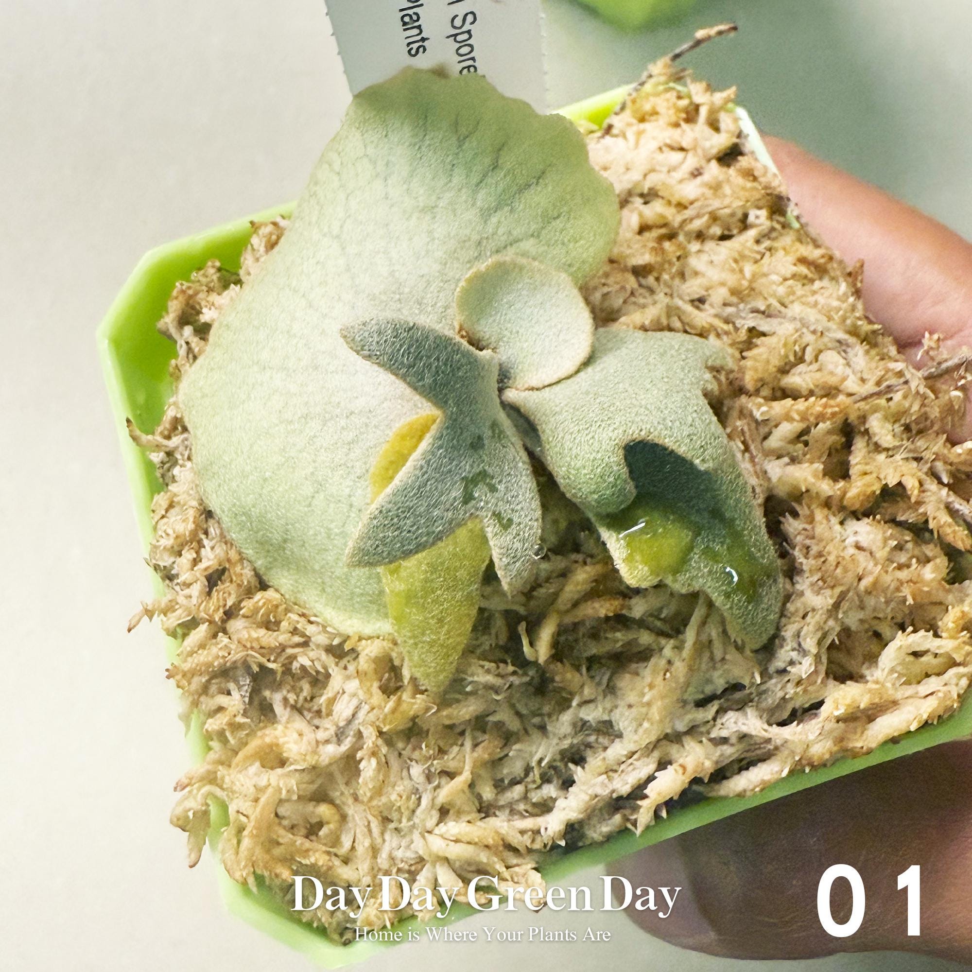 P.wllinckii Aysun Sporeling (small) - Etsy