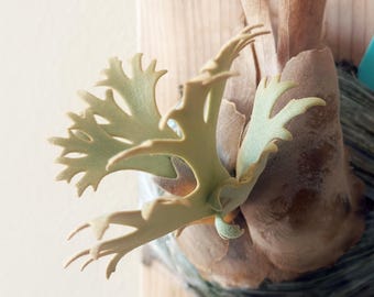 P. willinckii ’Jenny’ TC 1608 P.wllinckii Jenny #1(the Rarest Breed in the World) - Etsy