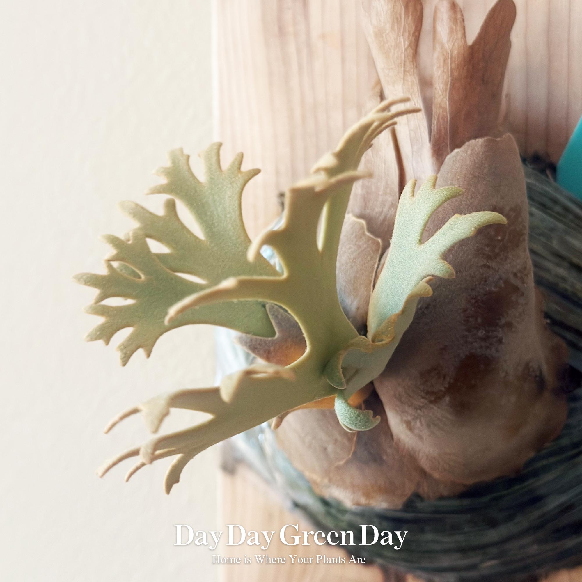 P.wllinckii Jenny #1(the Rarest Breed in the World) - Etsy
