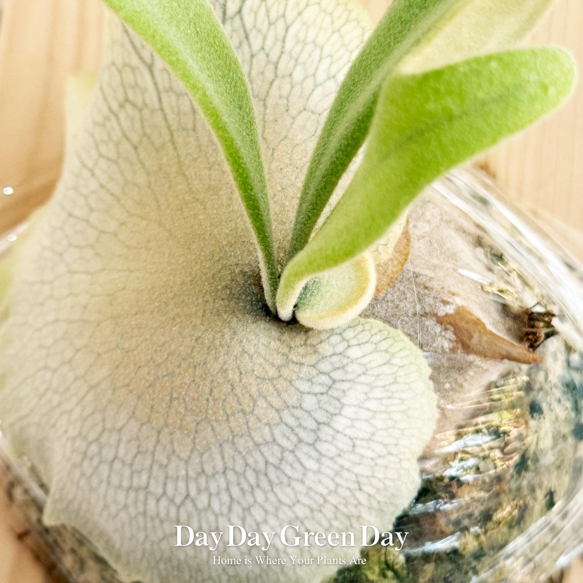 🌱P. willinckii 'Pedro' tatsuta🌱 #Platycerium #willinckii