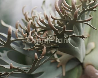 P. willinckii ’Jenny’ TC 1611 P.wllinckii Jenny #1(the Rarest Breed in the World) - Etsy