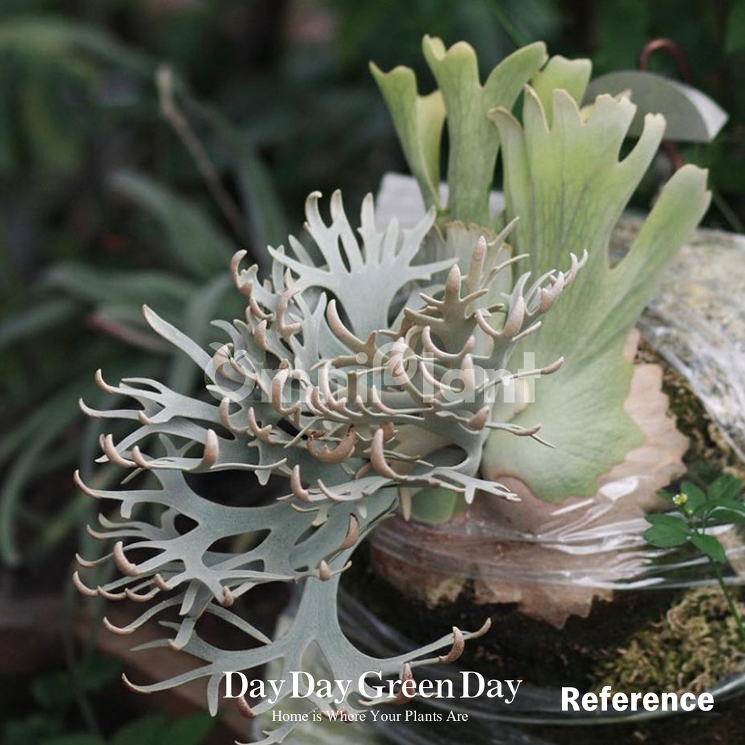 新品 正規品!!  the in Breed Rarest #1(the Jenny P.wllinckii World) Etsy - ビカクシダ