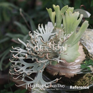 Omniplant_p. Willinckii Bacteria Spore (medium) - Etsy Omniplant_p. Willinckii Bacteria Spore (medium) - Etsy
