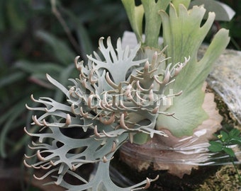 P. willinckii ’Jenny’ TC 1631 il_340x270.5864030738_6t2n.jpg