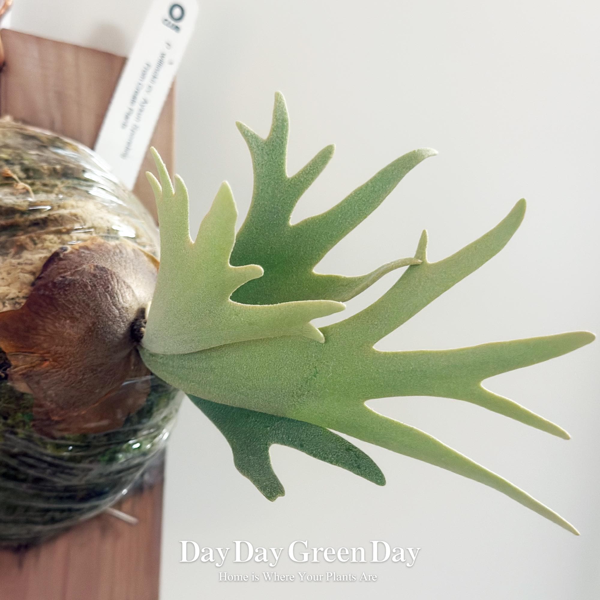 beakです。P.willinckii aysun sporeling ☆ P. willinckii 'Aysun