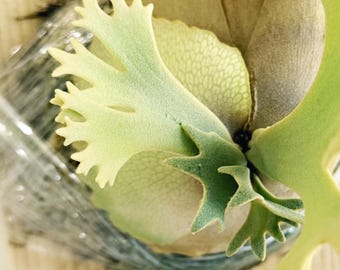 格安即決 Rarest #1(the Jenny P.wllinckii Breed Etsy - World) the in ビカクシダ