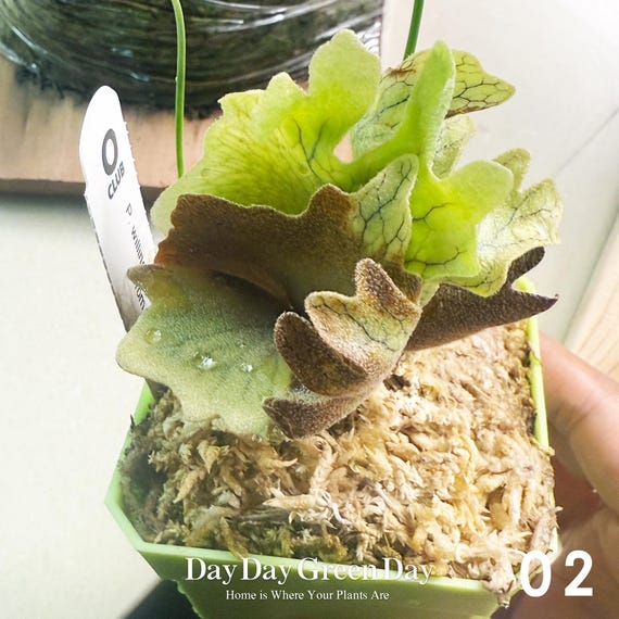 beakです。P.willinckii aysun sporeling P.wllinckii Aysun Sporeling (small) - Etsy