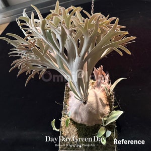 Omniplant_p. Willinckii Bacteria Spore (small) - Etsy Omniplant_p. Willinckii Bacteria Spore (small) - Etsy
