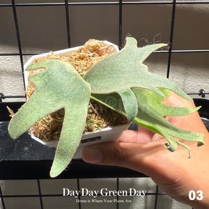 Platycerium Omg - Etsy
