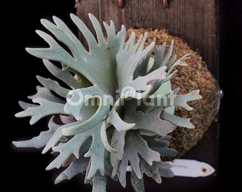 OmniPlant_P. willinckii Bacteria spore (small)