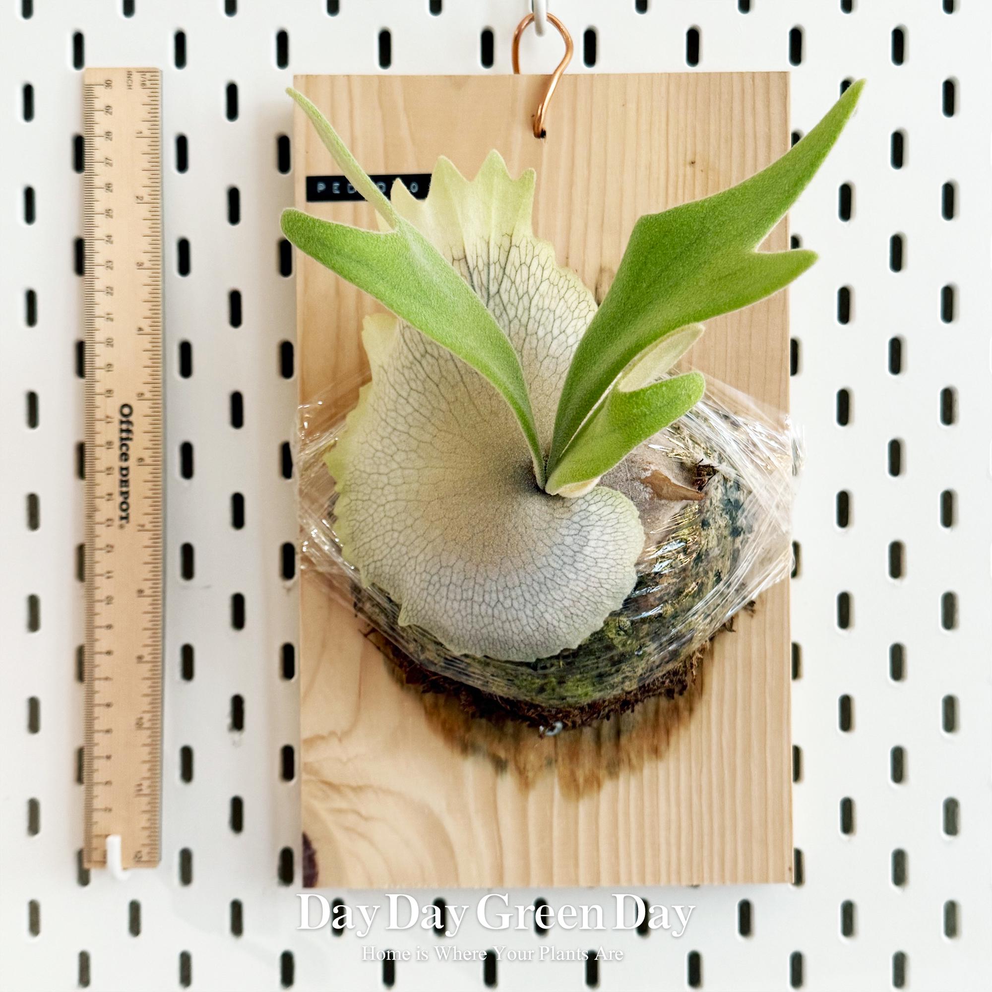 Platycerium Willinckii Pedro Tatsuta - Rare and Collectible