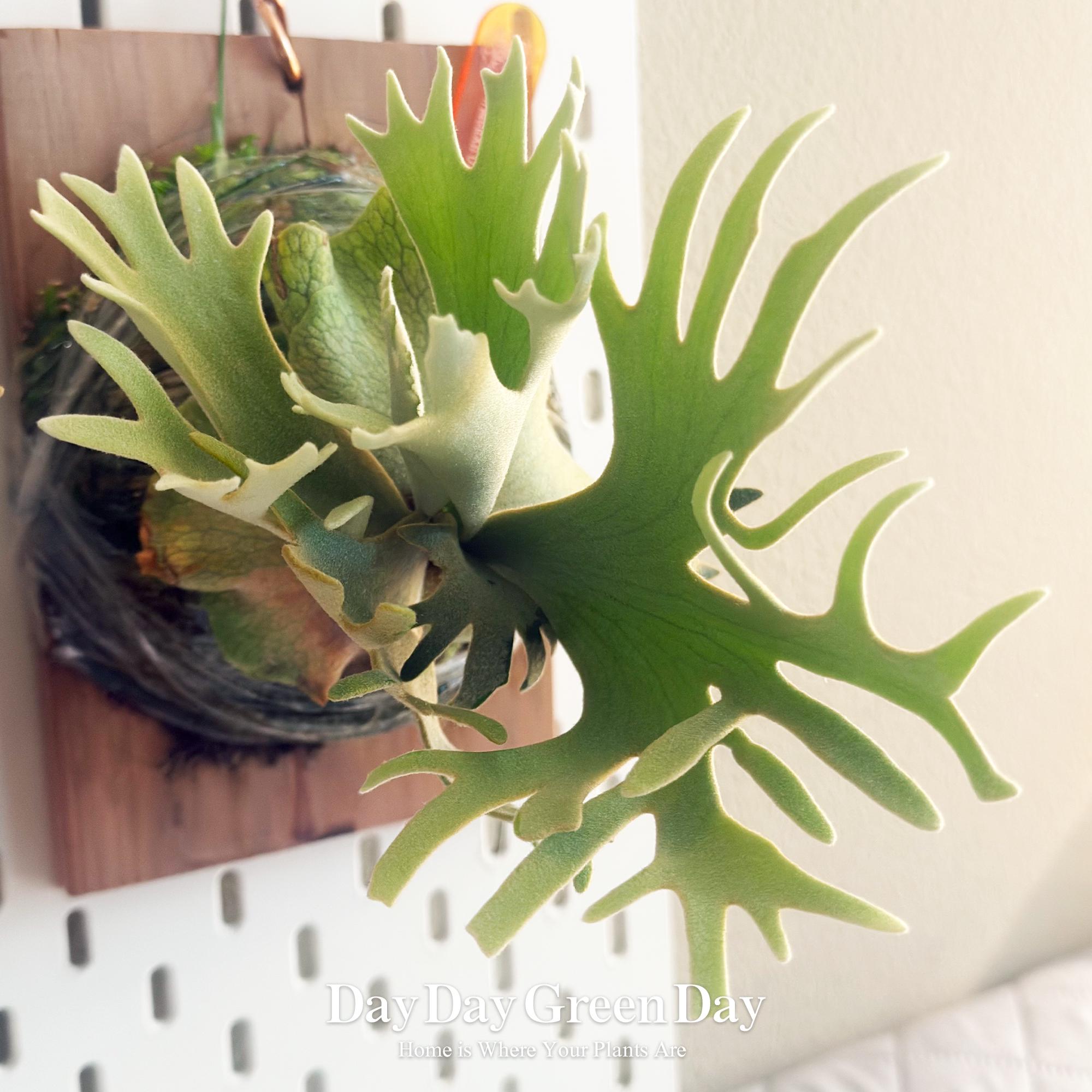 ◆◆◆ P.Willinckii ‘OMG’ spore（m-4） P. willinckii 'OMG',P. Godiva 12th oasis sporeling