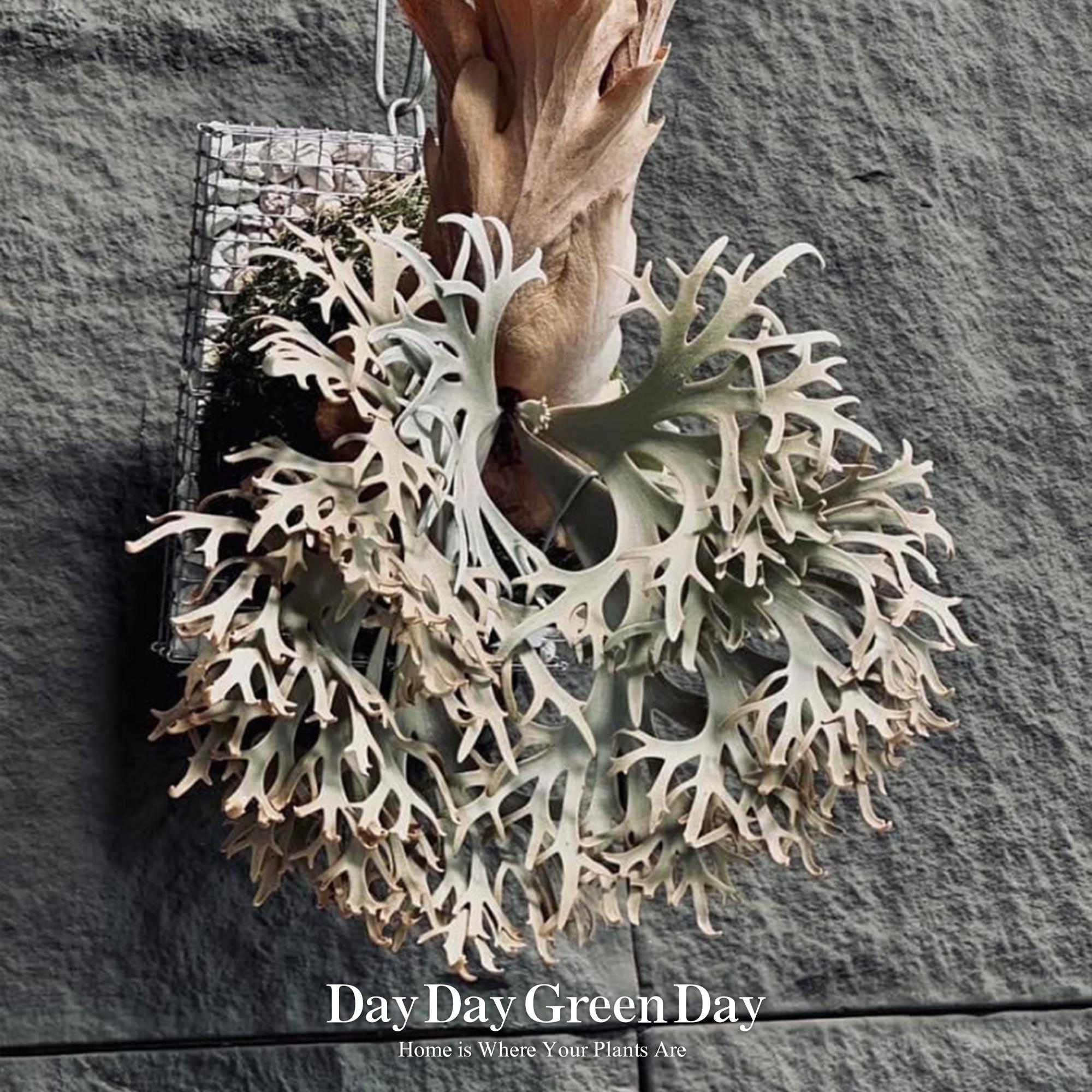 beakです。P.willinckii aysun sporeling P.wllinckii Aysun Sporeling (small) - Etsy