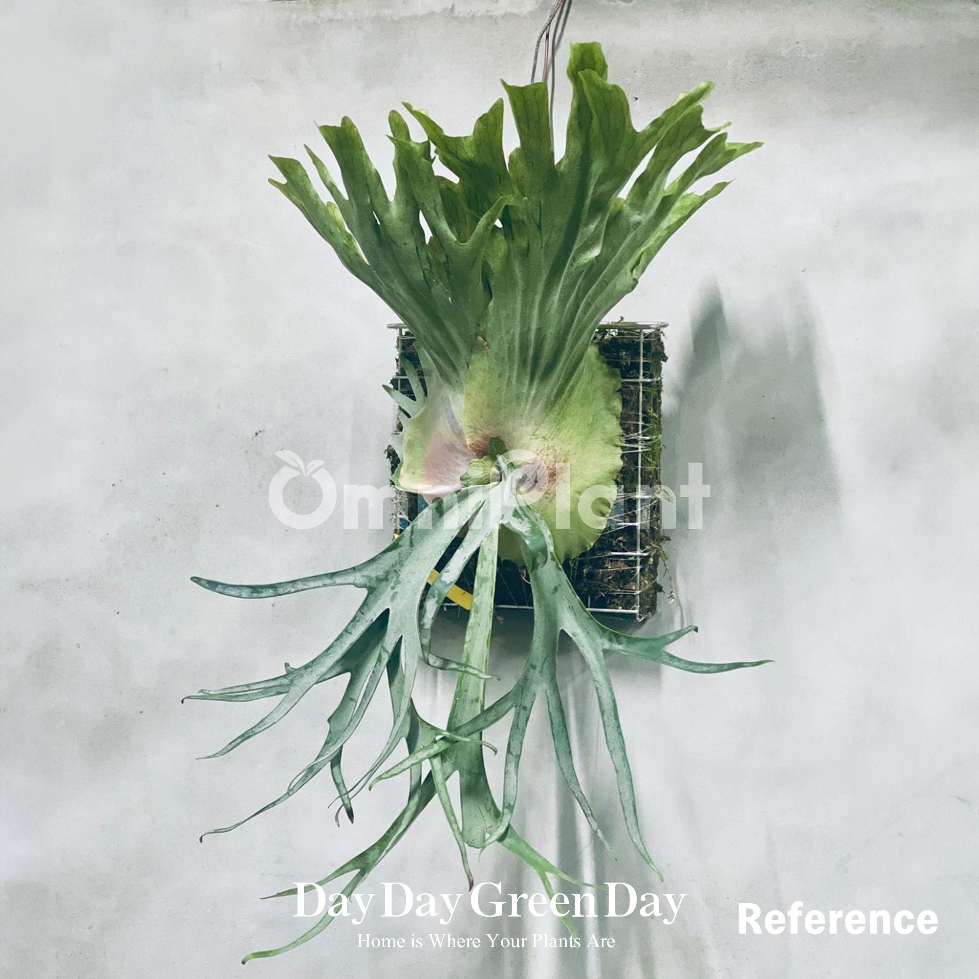 親株！Willinckii silvery dwarf 【公式通販】