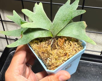 Omniplant_p. Willinckii Bacteria Spore (medium) - Etsy Omniplant_p. Willinckii Bacteria Spore (medium) - Etsy