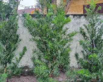 Bonsai Magic: Shaping Nature with Precision and Patience