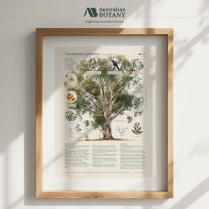 Eucalyptus Infographic Wall Art, Australian Botanical Illustration, Natural Science, Vertical Poster PRINTABLE DIGITAL DOWNLOAD