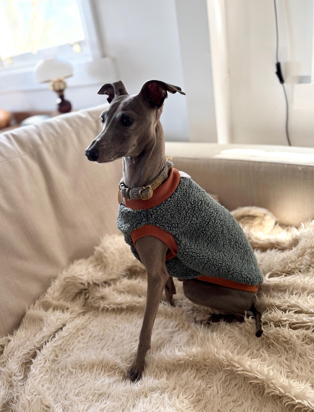 Italian Greyhound - Teal Sleeveless Teddy Vest - Etsy