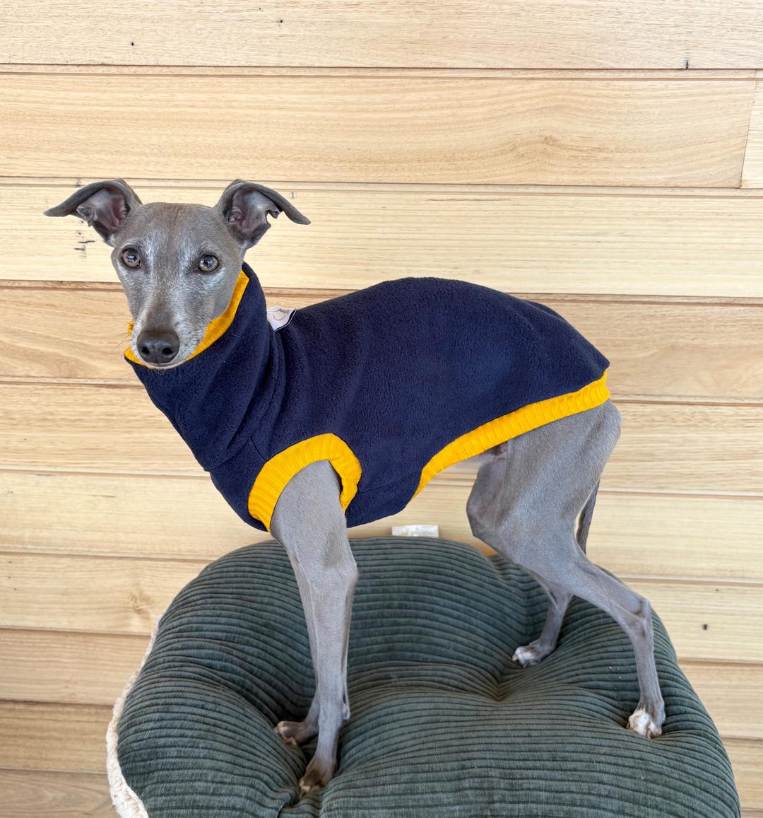 Italian Greyhound - Navy Fleece With Gold Rib Vest - Etsy