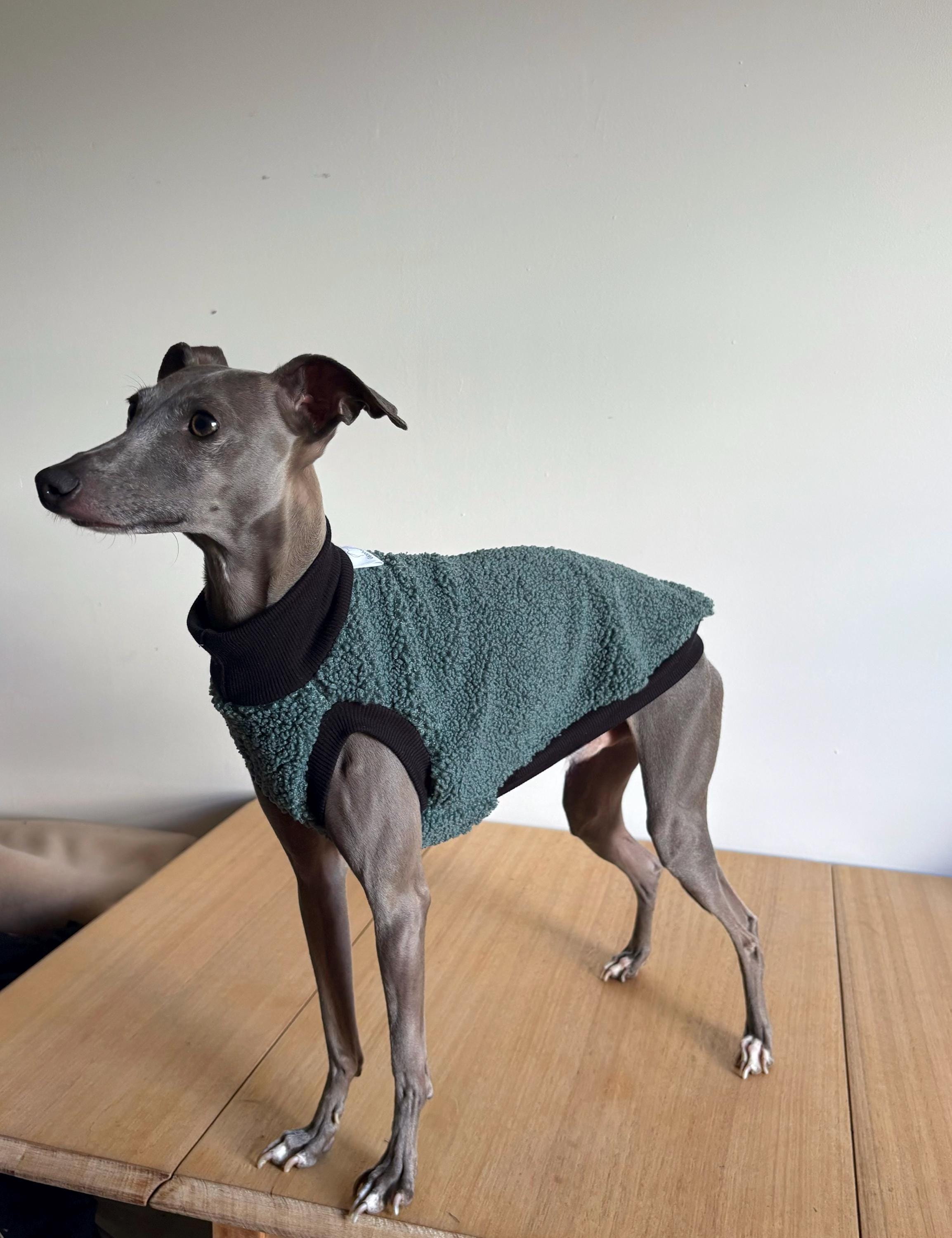 Italian Greyhound - Teal Sleeveless Teddy Vest Crew Neck Style - Etsy