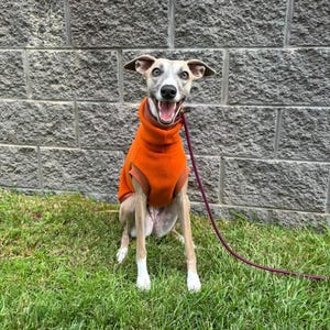 May include: A small, light brown and white dog wearing an orange fleece sweater sits on green grass. The dog is looking at the camera and has its mouth open in a smile. The dog is wearing a leash.