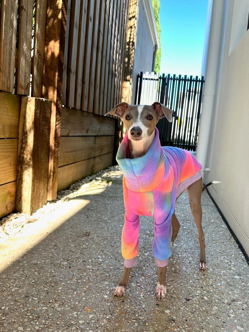 Italian Greyhound - Rainbow Polar Fleece - Etsy
