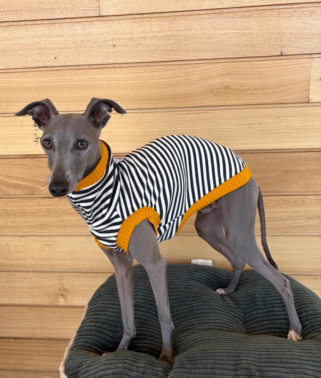 Italian Greyhound - Charcoal Stripe With Gold Rib Vest - Etsy