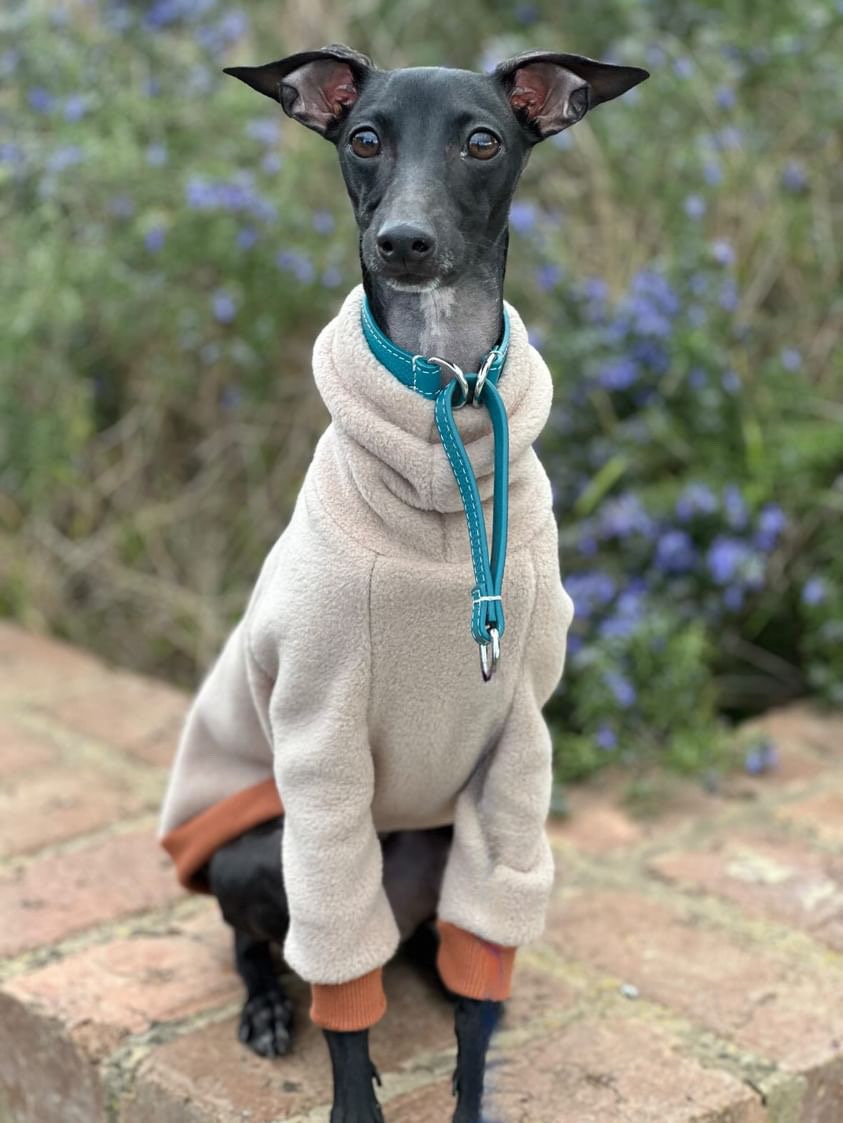 Italian Greyhound - Latte Polar Fleece - Etsy