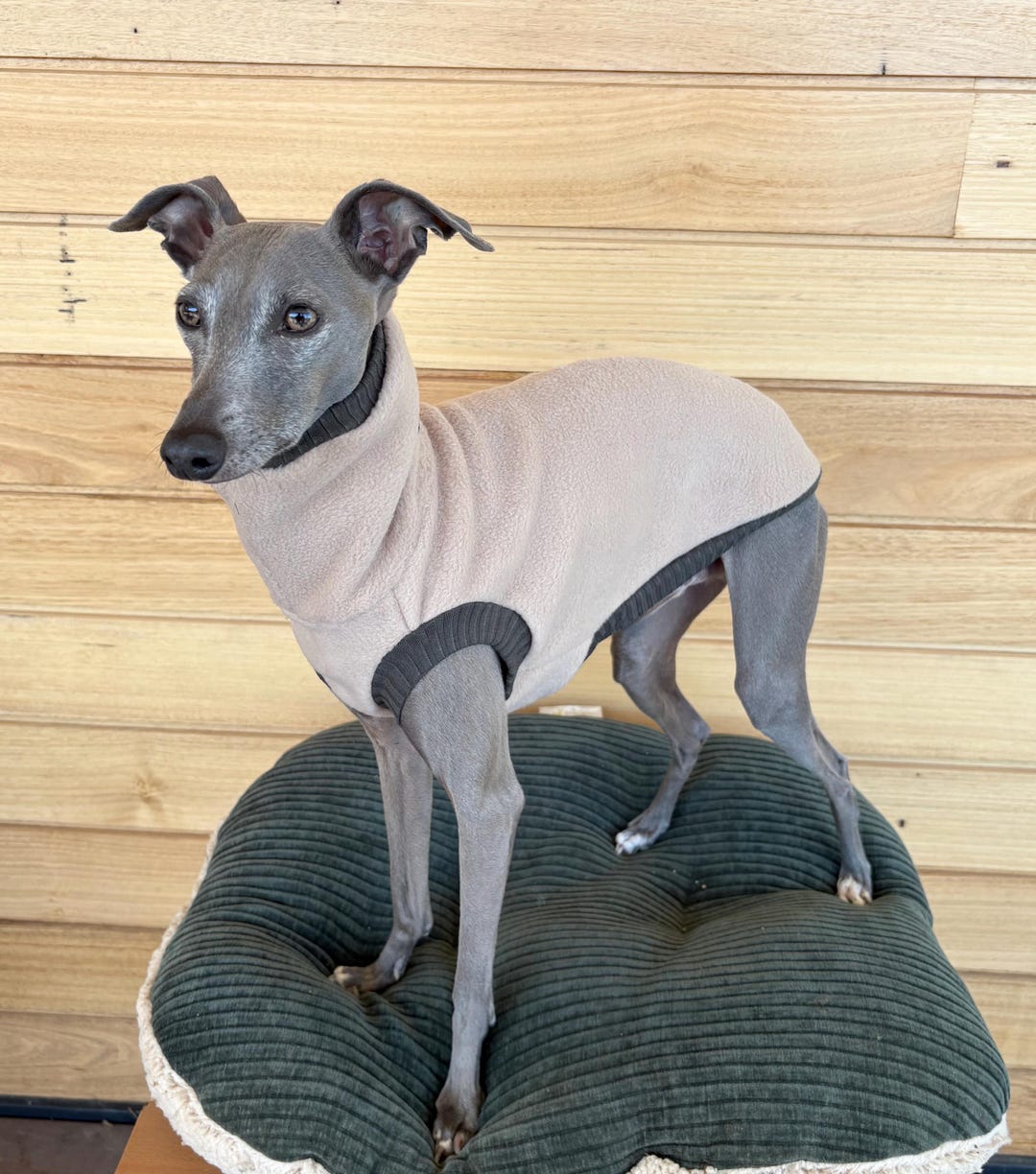 Italian Greyhound - Latte Fleece With Deep Olive Rib Vest - Etsy