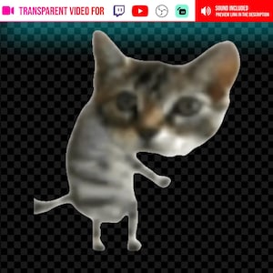 Puede incluir: Ilustración digital de un gato con pelaje gris y marrón, de pie con los brazos extendidos. El gato está sobre un fondo transparente. La imagen incluye texto en la parte superior que dice "Transparent Video For" y "Sound Included".