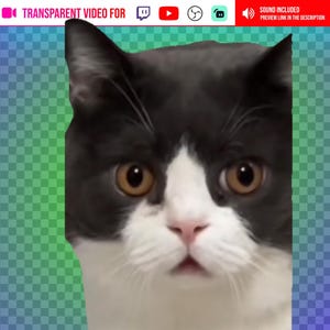 May include: A close-up of a cat with black and white fur and large, round, brown eyes. The cat's face is centered, with a pink nose and a slightly open mouth. Text at the top reads "TRANSPARENT VIDEO FOR" and "SOUND INCLUDED PREVIEW LINK IN THE DESCRIPTION."