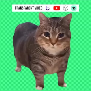 Pode incluir: Um gato malhado marrom e cinza está em pé contra um fundo verde. O gato tem peito e patas brancas. As palavras "TRANSPARENT VIDEO" são exibidas acima do gato, juntamente com ícones de mídia social.