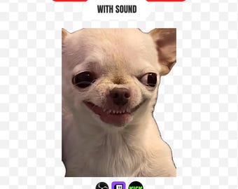 May include: A digital graphic featuring a light-colored chihuahua with a wide, toothy grin. Above the dog, a red banner displays the text STREAM ALERT + EMOTE, followed by WITH SOUND. Below the dog are three small circular and square icons.
