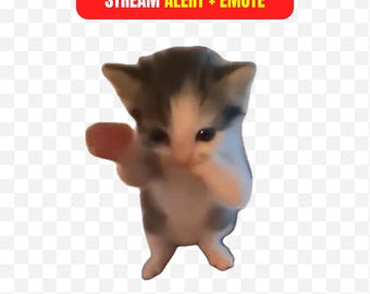 May include: A small kitten with gray and white fur is standing and appears to be dancing. The kitten is holding up one paw. A red banner at the top reads "STREAM ALERT + EMOTE".