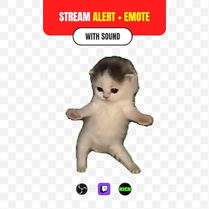 Può includere: Una grafica digitale che mostra un piccolo gattino di colore chiaro in piedi sulle zampe posteriori. Sopra il gattino, un banner rosso mostra il testo STREAM ALERT + EMOTE e WITH SOUND. Sotto il gattino ci sono tre piccole icone per OBS, Twitch e Kick.