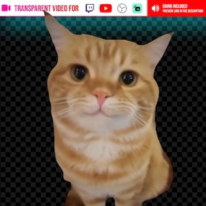 May include: A close-up of a ginger tabby cat with large eyes and a pink nose. The cat is set against a transparent background with a black and gray checkered pattern. Text at the top reads "TRANSPARENT VIDEO FOR" and "SOUND INCLUDED".
